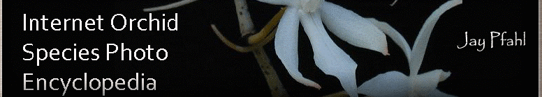 IOSPE - Internet Orchid Species Photo Encyclopedia